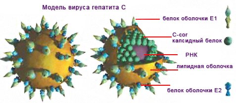 Структура вируса гепатита С / HCV